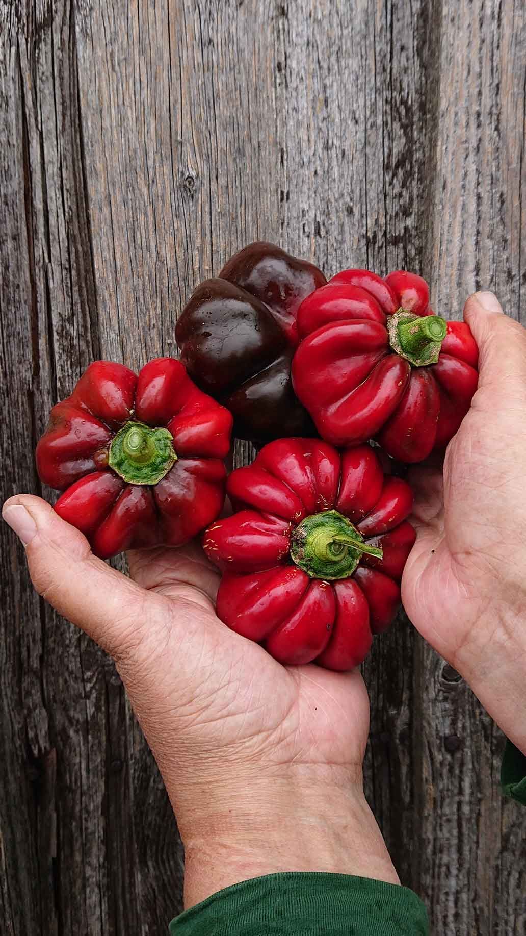 Freiland Paprika | Emmerts-Biokiste