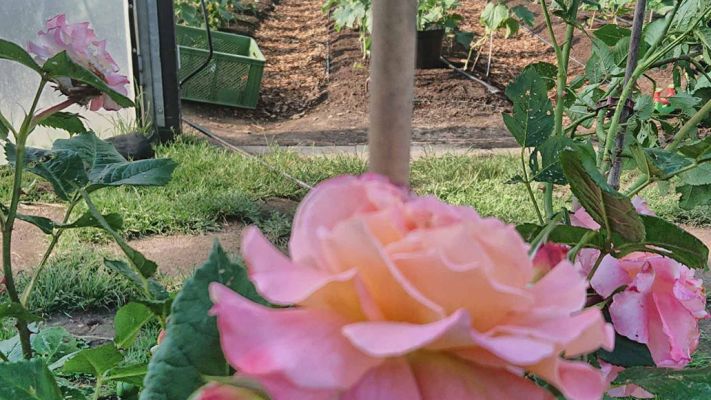 rose-vor-haus-2