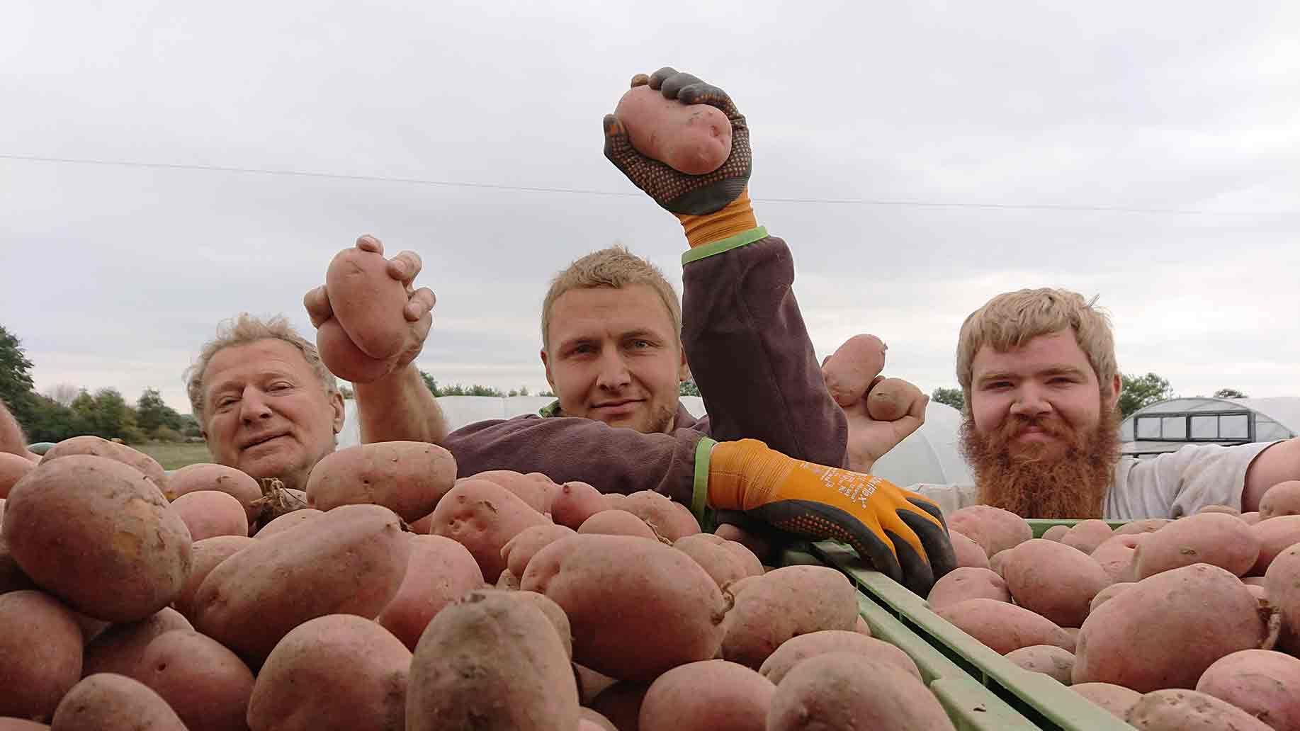 Kartoffeln ernten | Emmerts-Biokiste