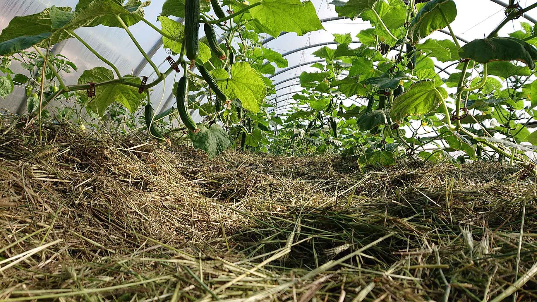 Minigurken mit Grünschnitt Mulch | Emmerts-Biokiste