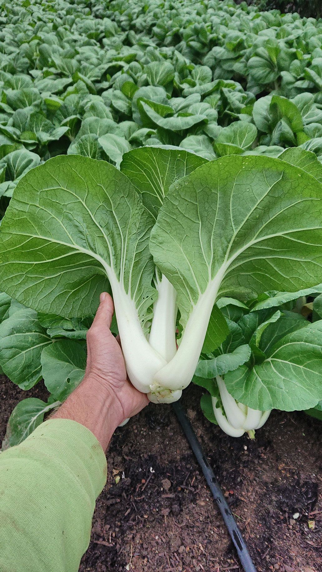 Pak Choi Haus 3 | Emmerts-Biokiste