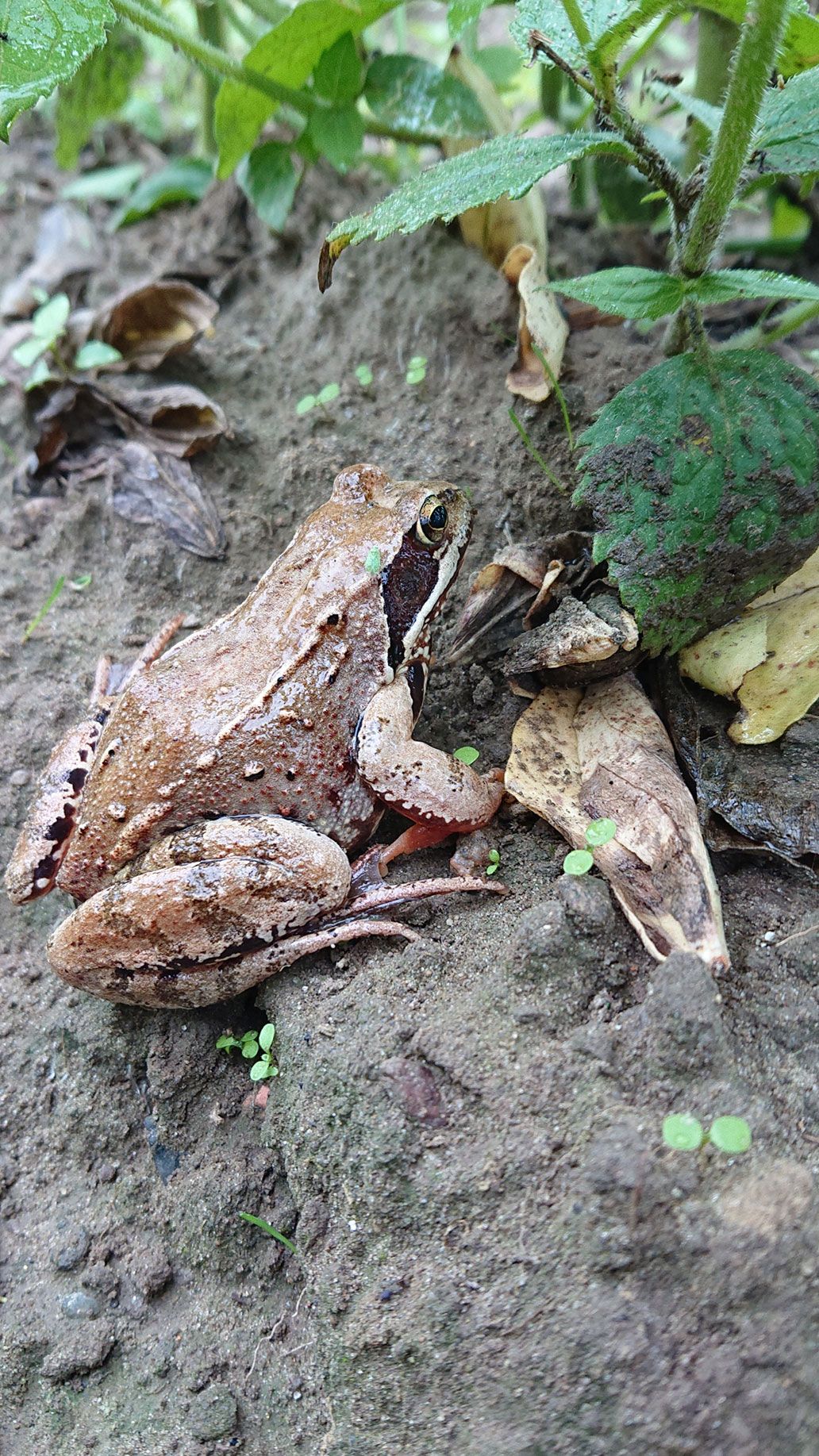 Grasfrosch | Emmerts-Biokiste