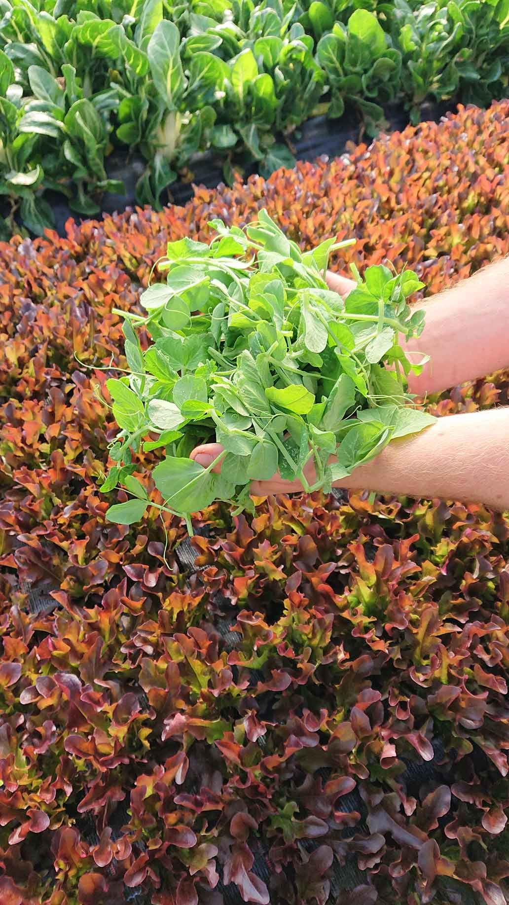 Greenpeaces | Emmerts-Biokiste