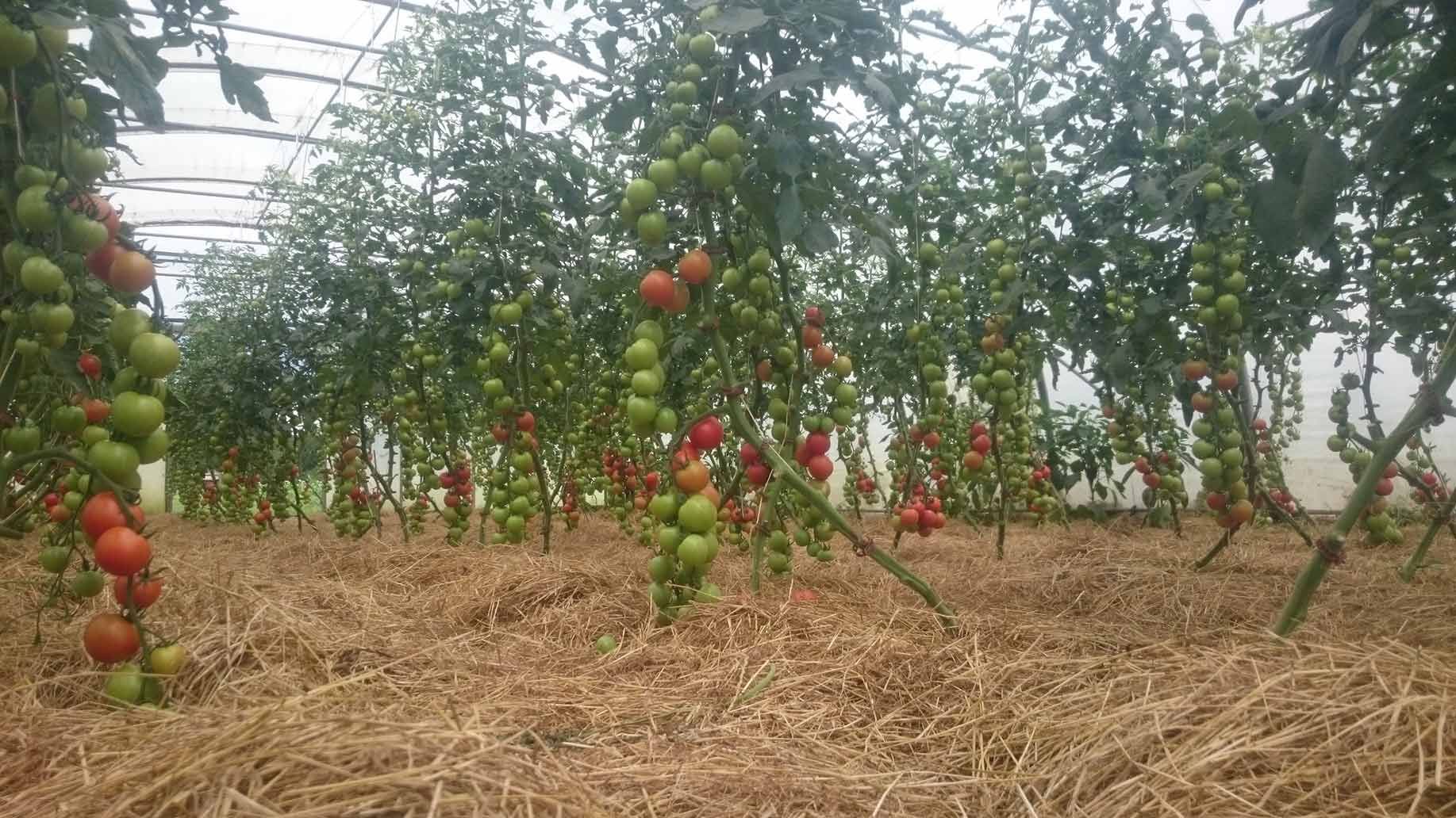 Tomaten im August