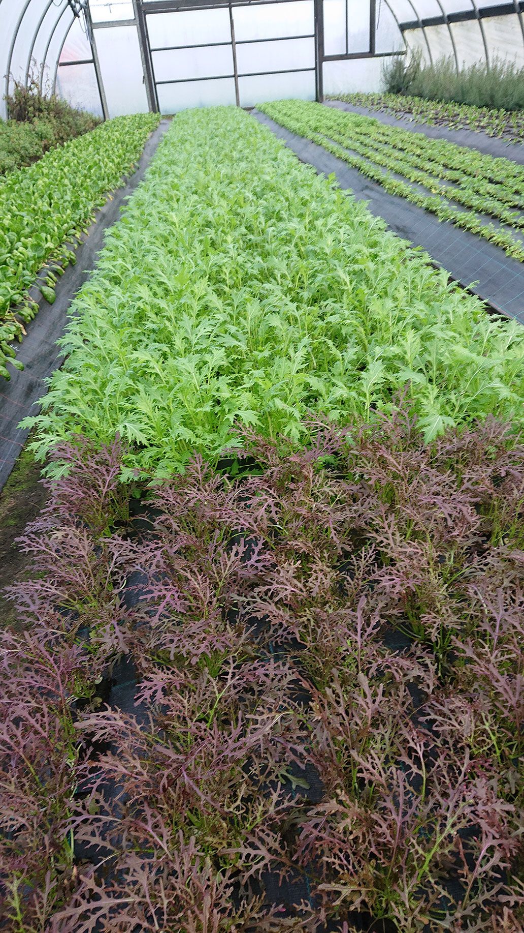 Asia Salate Haus 2 | Emmerts-Biokiste