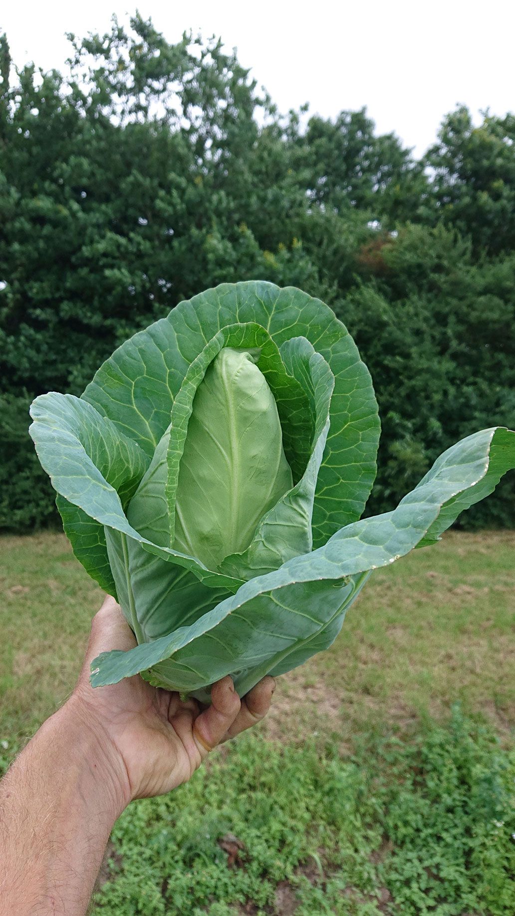 Spitzkohl | Emmerts-Biokiste