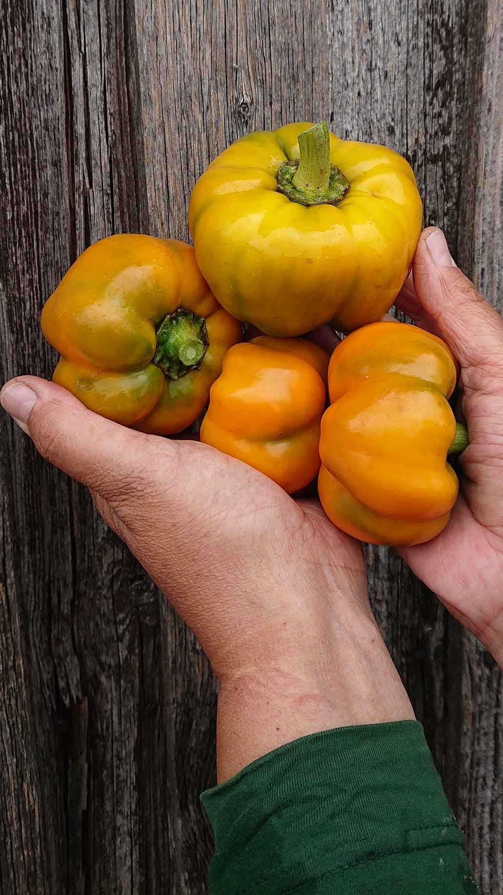 Freiland Paprika | Emmerts-Biokiste