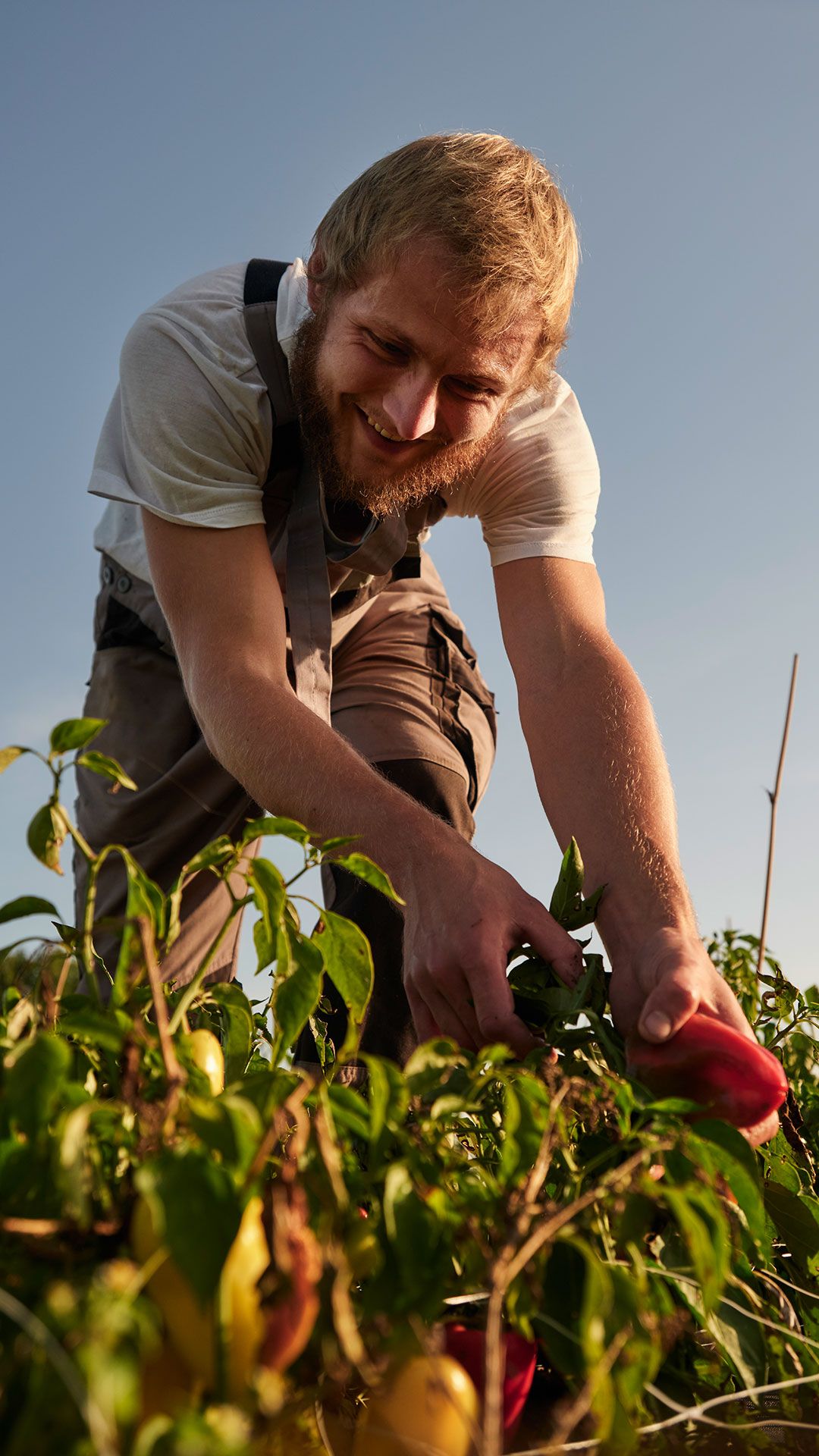 Ein Gärtner erntet Paprika