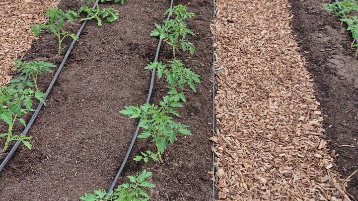 tomaten-frisch-gepflanzt-haus-3