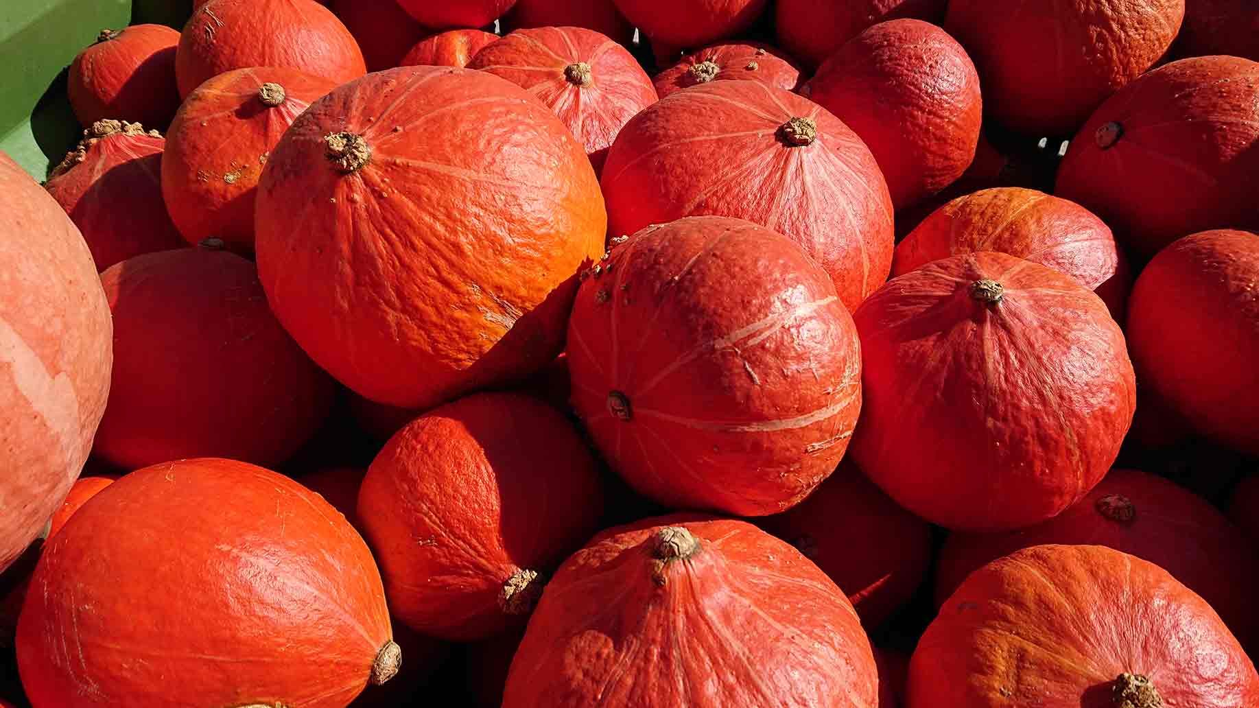 Hokkaido Kürbis | Emmerts-Biokiste