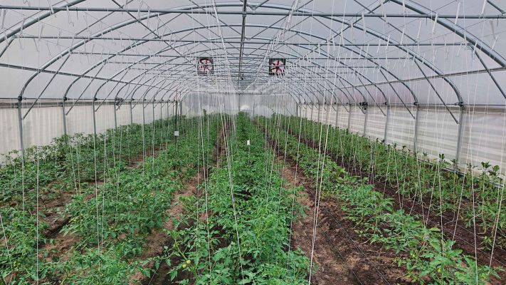 tomaten-haus-4